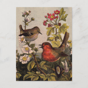 Spring Robin Birds Red Vogelbeobachtung Postkarte