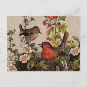 Spring Robin Birds Red Vogelbeobachtung Postkarte