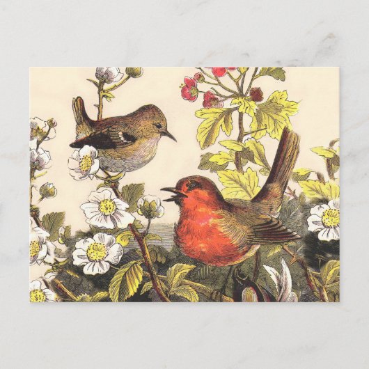 Spring Robin Birds Red Vogelbeobachtung Postkarte (Vorderseite)