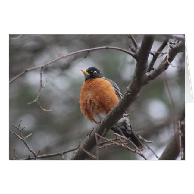 Spring Robin Grußkarte (Vorderseite (Horizontal))