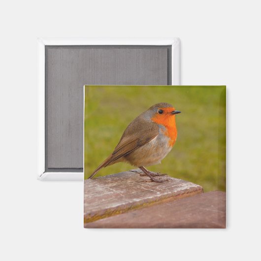 Spring Robin Magnet (Vorderseite/Rückseite)