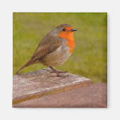 Spring Robin Magnet (Vorne)