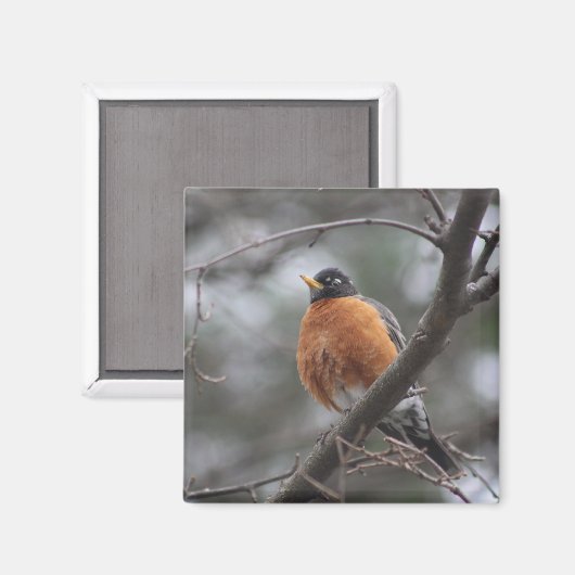 Spring Robin Magnet (Vorderseite/Rückseite)