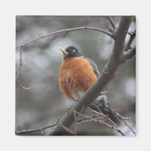 Spring Robin Magnet