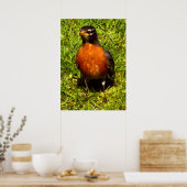 Spring Robin Poster (Küche)