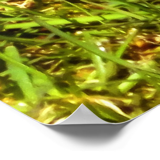 Spring Robin Poster (Ecke)