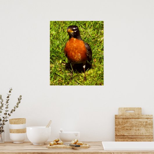Spring Robin Poster (Küche)