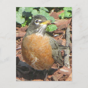 Spring Robin Postkarte