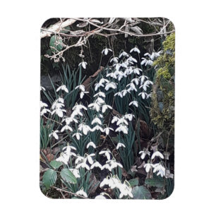 Spring Snowdrops Flexibles Foto Magnet