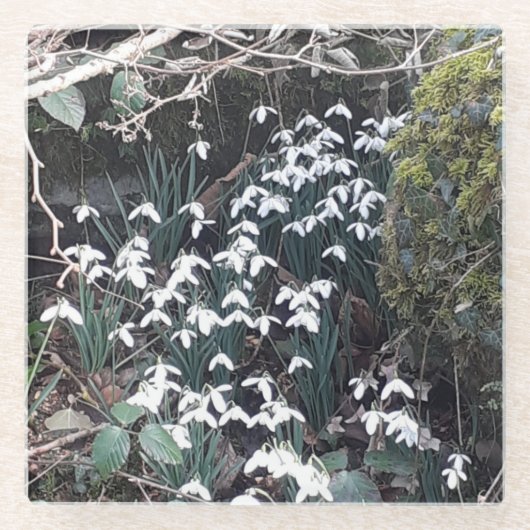 Spring Snowdrops Glass Untersetzer (Vorderseite)