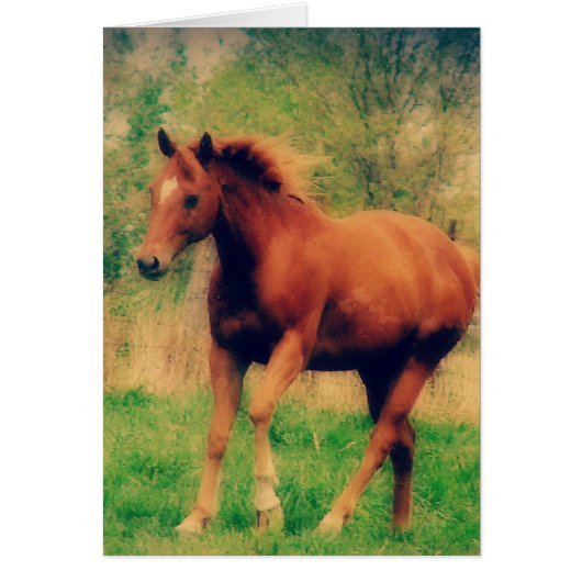 Spring Sorrel Jedes Anlasses Grußkarte (Vorne)