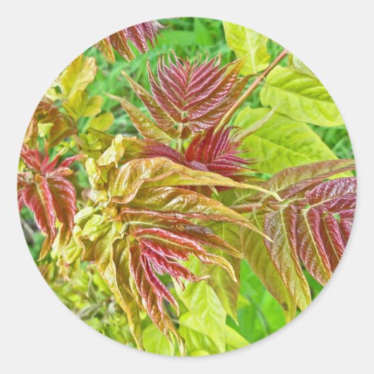 Spring Sumac Blätter Sticker (Vorderseite)