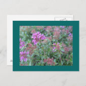 Spring Thyme Postcard Postkarte (Vorne/Hinten)