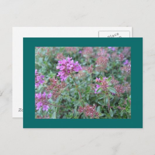 Spring Thyme Postcard Postkarte (Vorne/Hinten)