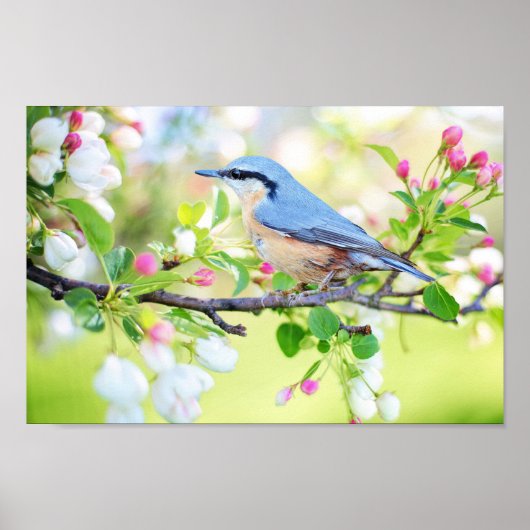 Spring Time Bird Poster (Vorne)