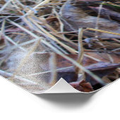 Spring Time Morel Mushroom Foto (Ecke)