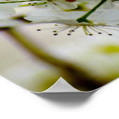 Spring Trees Poster (Ecke)