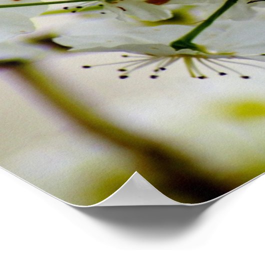 Spring Trees Poster (Ecke)