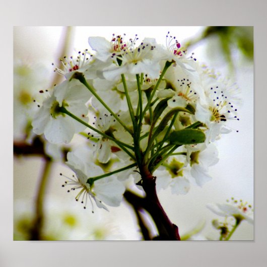 Spring Trees Poster (Vorne)