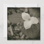 Spring Trillium Collodion Filter Mitteilungskarte (Vorderseite)
