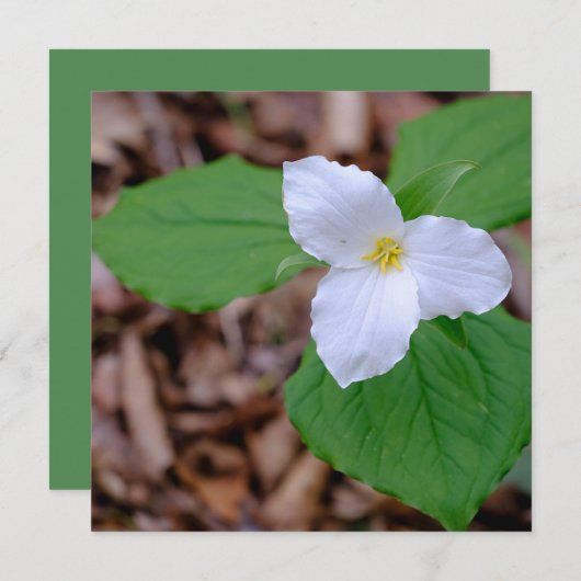 Spring Trillium Color Unedited Photography  Mitteilungskarte (Vorne/Hinten)