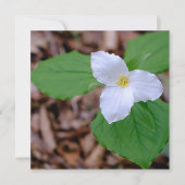 Spring Trillium Color Unedited Photography  Mitteilungskarte (Vorderseite)
