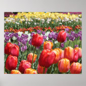 Spring Tulip Garden Poster (Vorne)