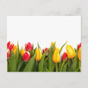 Spring Tulip Garden Postkarte