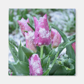 Spring Tulip Magnet (Vorne)