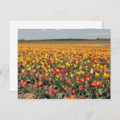 Spring Tulip Postcard Postkarte (Vorne/Hinten)