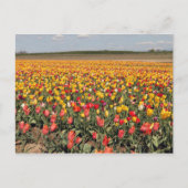 Spring Tulip Postcard Postkarte (Vorderseite)