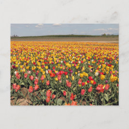 Spring Tulip Postcard Postkarte