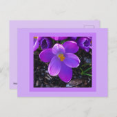 Spring Tulip Postcard Postkarte (Vorne/Hinten)