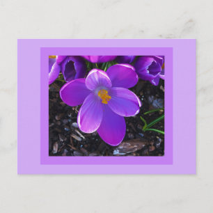Spring Tulip Postcard Postkarte