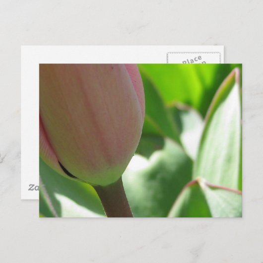 Spring Tulip Postkarte (Vorne/Hinten)