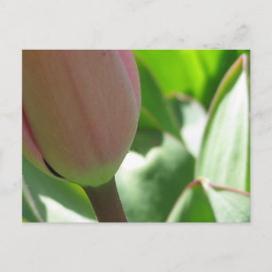Spring Tulip Postkarte