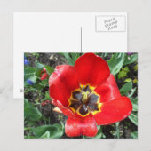 Spring Tulip Postkarte (Vorne/Hinten)