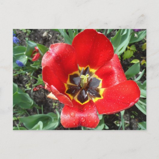 Spring Tulip Postkarte (Vorderseite)