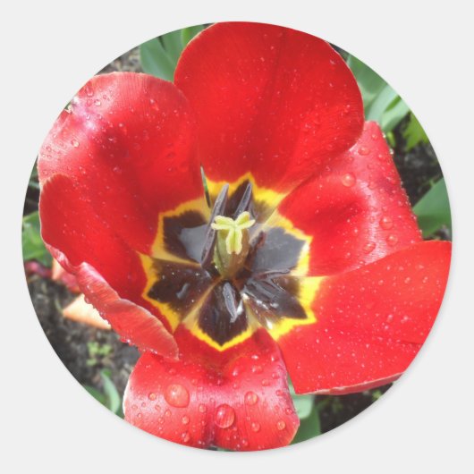 Spring Tulip Runder Aufkleber (Vorderseite)