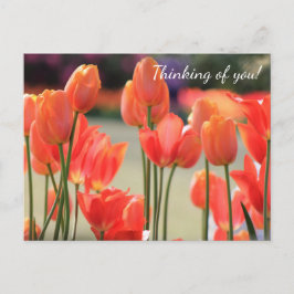 Spring tulips 'Denken Sie an Sie'! Postkarte