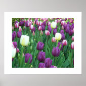 Spring Tulips floral fotografisch Poster (Vorne)