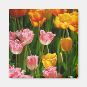 Spring Tulips Magnet