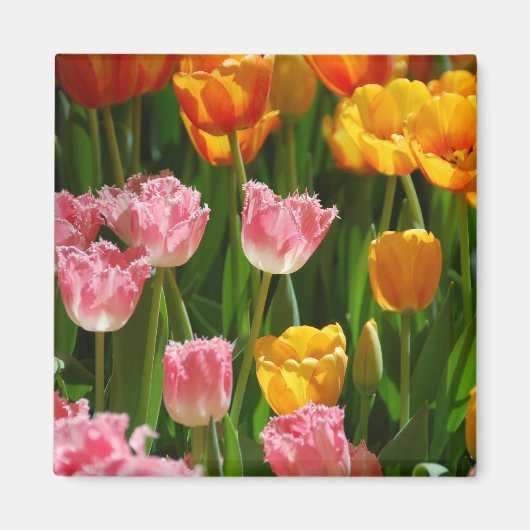 Spring Tulips Magnet (Vorne)