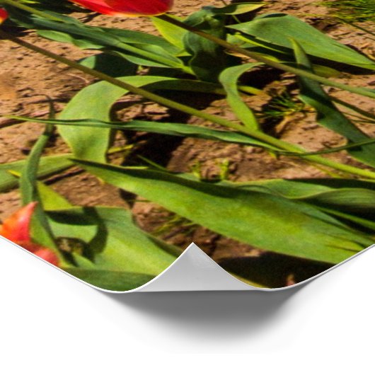Spring Tulips Poster (Ecke)