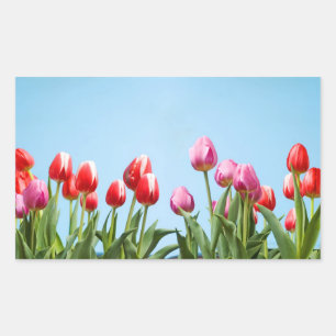 Spring Tulips Stickers