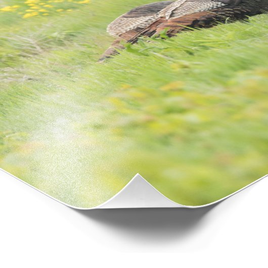 Spring Turkey Print Fotodruck (Ecke)