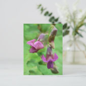 Spring Vetchling Postkarte (Stehend Vorderseite)