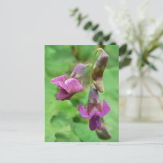Spring Vetchling Postkarte (Stehend Vorderseite)
