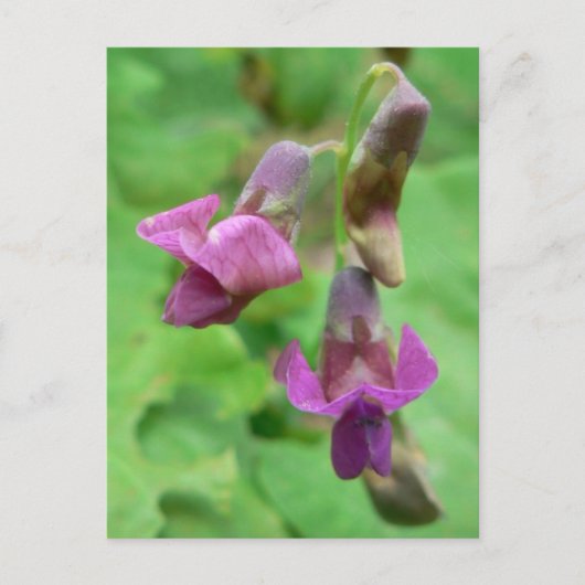 Spring Vetchling Postkarte (Vorderseite)
