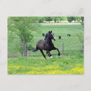 Spring Walker Postkarte